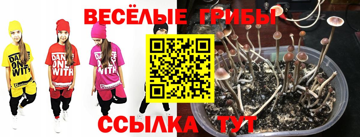 Гай  Галлюциногенные грибы GOLDEN TEACHER  Вход с VPN 