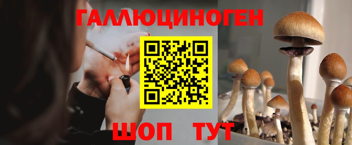 цены наркотик  Гай  Псилоцибиновые грибы Psilocybine cubensis 